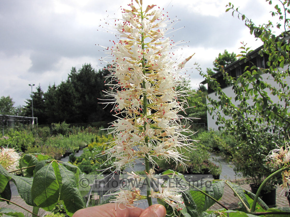 Aesculus parviflora - Bluete 1.JPG
